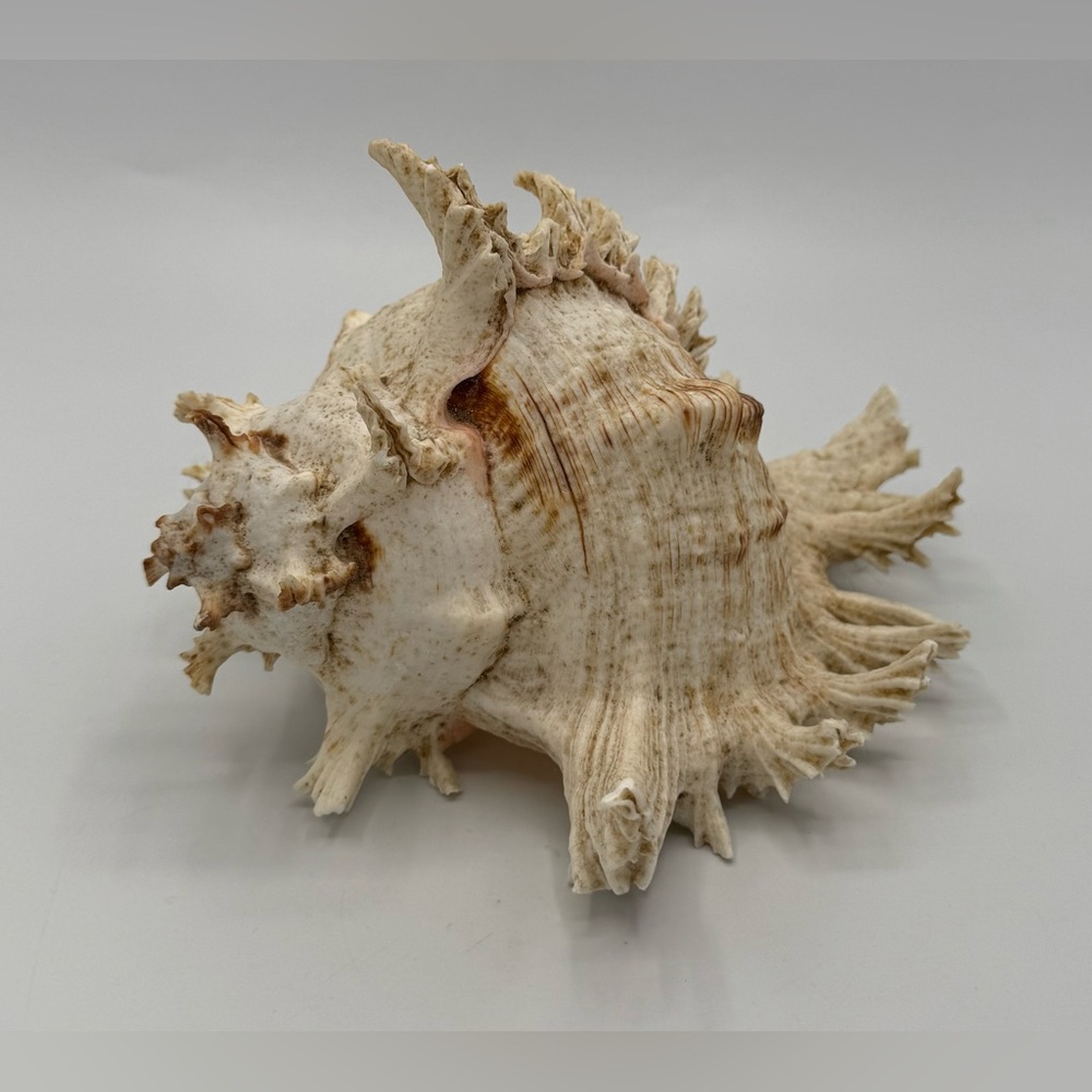 Muricidae Chicoreus Ramosus (Ramose Murex) Rare Exotic Shell‎ Approx. 7” X 5”